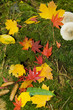 buntes Herbstlaub
