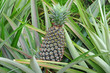 Pineapple Growing In The Farm