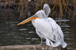 Pelikane 2