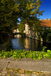 Ivy on the bridge