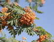 ashberry
