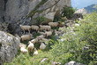 moutons