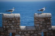 mouettes
