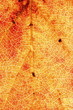 Sorbus torminalis