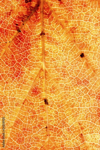 Photo: Sorbus torminalis Sorbus torminalis