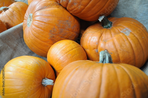 Photo: Pumpkins Pumpkins