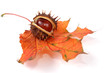 herbstlich