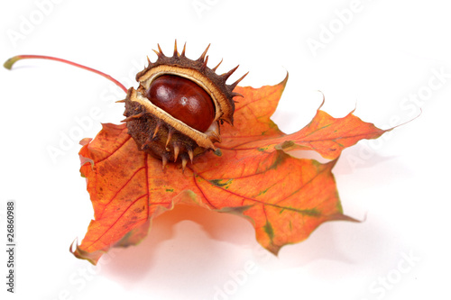 Foto: herbstlich herbstlich
