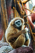 Howler monkey