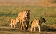 Lioness with three cubs.