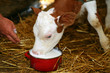 Little calf