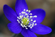 Blue buttercup
