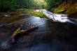 Stream in woods