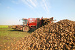 Sugar beet