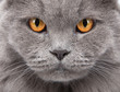 Foto: cat's face closeup cat's face closeup