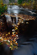 Autumn leaf floating