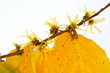 Hamamelis spec.