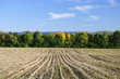 abgeerntetes Maisfeld