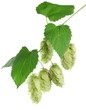 branch of hops. branch of hops.
