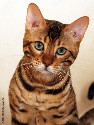 Chat De Bengal