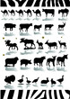 Animal. Vector.