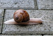 Schnecke