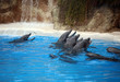 Photo: Dolphins plays in blue clear water with waterfall behind Dolphins plays in blue clear water with waterfall behind
