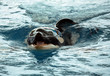 Photo: Closeup of a killer whale in water Closeup of a killer whale in water