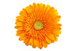 Perfect Orange Gerbera - without shadows