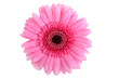 Foto: Perfect Pink Gerbera Perfect Pink Gerbera