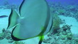 Batfish on a cleaning station