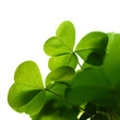 Clover plant macro shot, isolated on white background Clover plant macro shot, isolated on white background