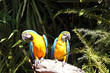 Chest yellow macaws Chest yellow macaws