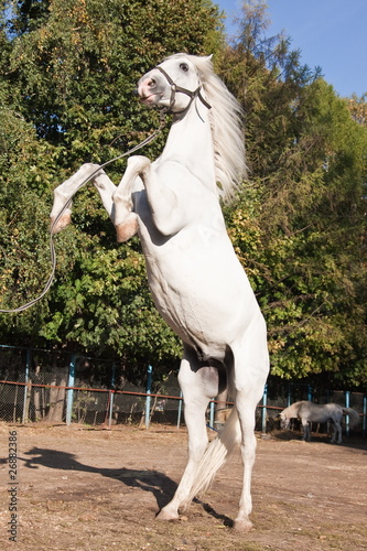 Photo: White horse rearing White horse rearing