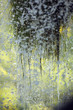 Wassertrofpen