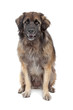 Leonberger isolated on white Leonberger isolated on white