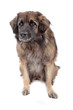 Leonberger isolated on white Leonberger isolated on white