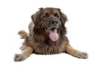 Leonberger isolated on white Leonberger isolated on white