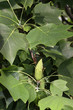 Tulpenbaum Tulpenbaum