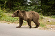 Wild Bear In The Forest Wild Bear In The Forest