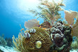 Caribbean coral gardens Caribbean coral gardens