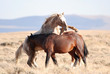 Wild Horses Fighting in Sweetwater County, Wyoming
