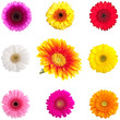 Foto: Collage mit vielen Gerberas Collage mit vielen Gerberas