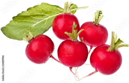 Photo: Frische Radieschen Frische Radieschen