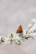 Small tortoiseshell on prunus flowers