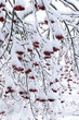 Snow covered rowan-berry