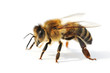Westliche Honigbiene