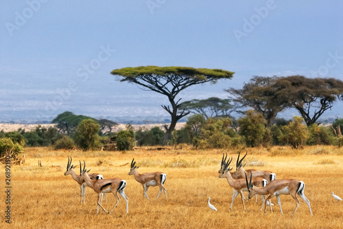 Photo: Grant’s gazelles Grant’s gazelles