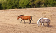 Horses Grazing