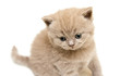 Lilac British Kitten